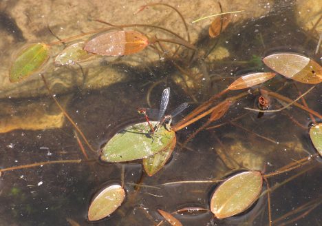 Pyrrhosoma nymphula