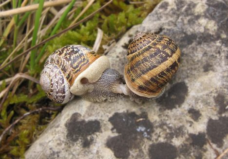 Caracol común de jardín (Helix aspersa), Villaviciosa julio 2009