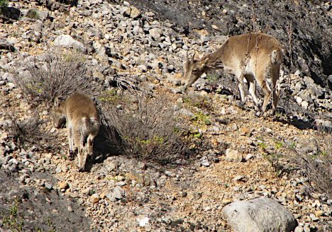Cabra montés (Capra pyrenaica)