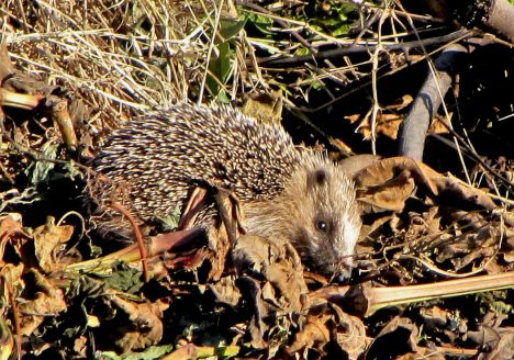 Erizo europeo (Erinaceus europaeus), Delta del Llobregat diciembre 2011