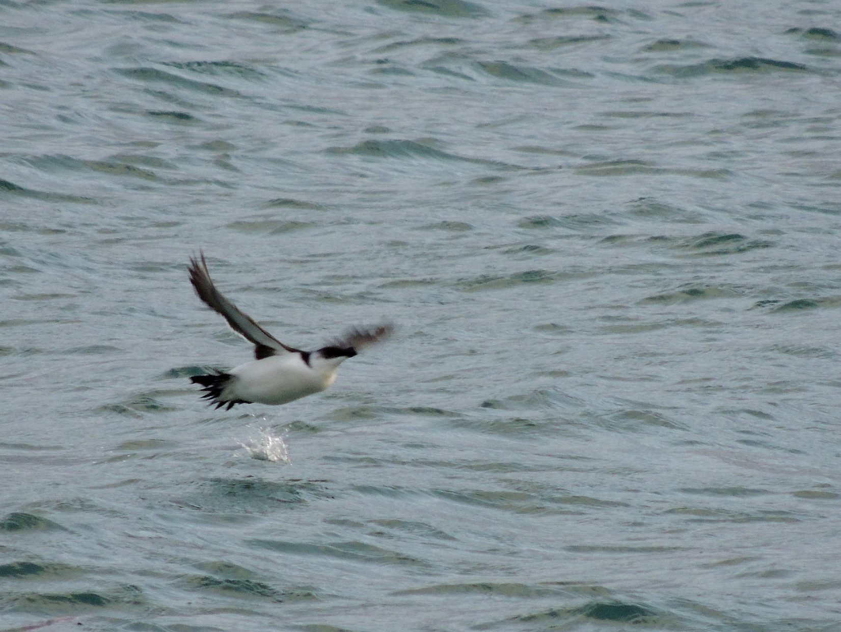 Alca (Alca torda), Santoña diciembre 2012
