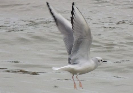 Gaviota de Bonaparte (Larus philadelphia), muelle de Arriluce enero 2013