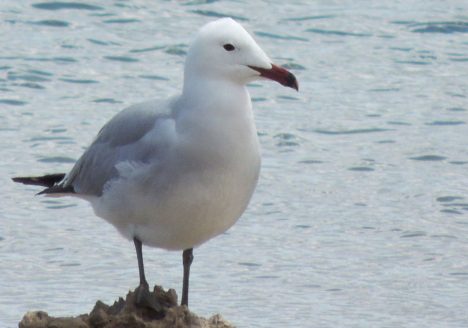 Gaviota de Audouin