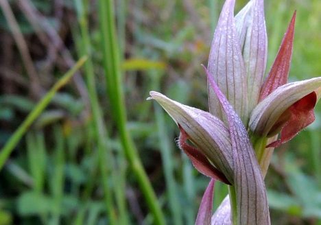 Serapias parviflora, Delta del Llobregat mayo 2013
