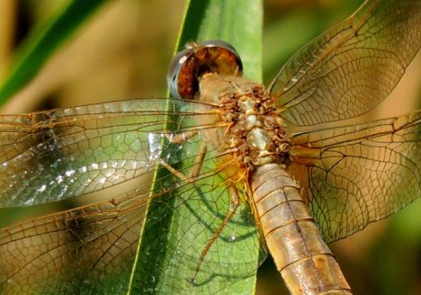 Crocothemis erythraea
