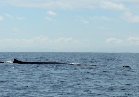 Rorcual común (Balaenoptera physalus), Golfo de Vizcaya septiembre 2013