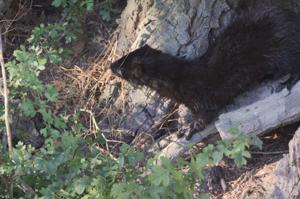 Visón americano (Neovison vison), Castrojeriz julio 2014