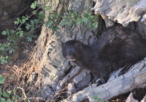 Visón americano (Neovison vison), Castrojeriz julio 2014