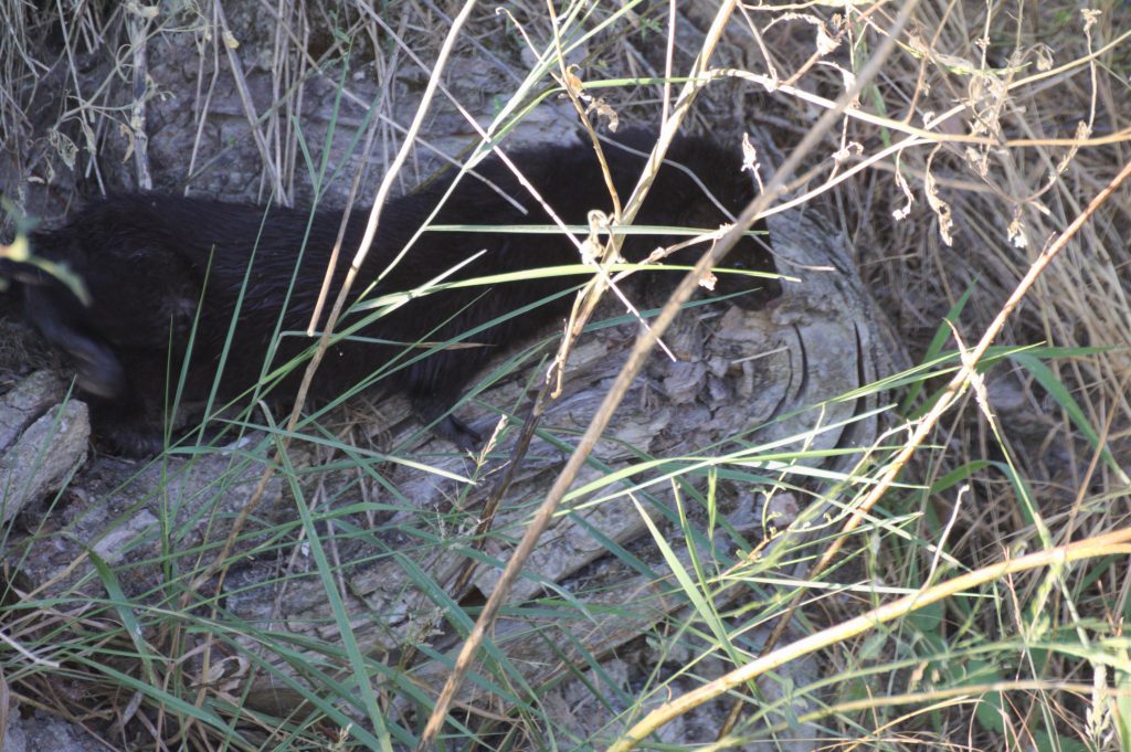 Visón americano (Neovison vison), Castrojeriz julio 2014