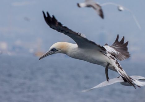 Grandes pájaros sobrevolando el mar