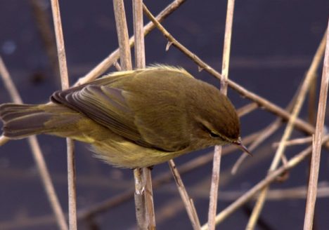 Mosquitero común, el Remolar diciembre 2014