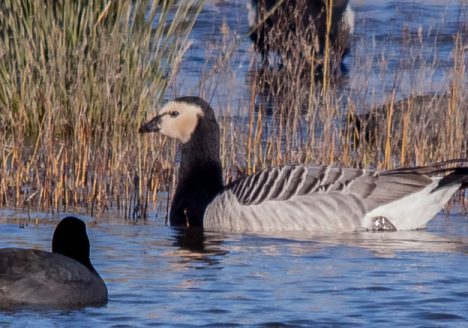 Barnacla cariblanca (Branta leucopsis), Cal Tet enero 2015