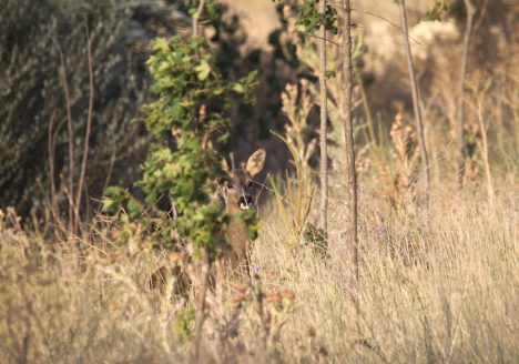 Corzo (Capreolus capreolus), julio de 2015 en Castrojeriz