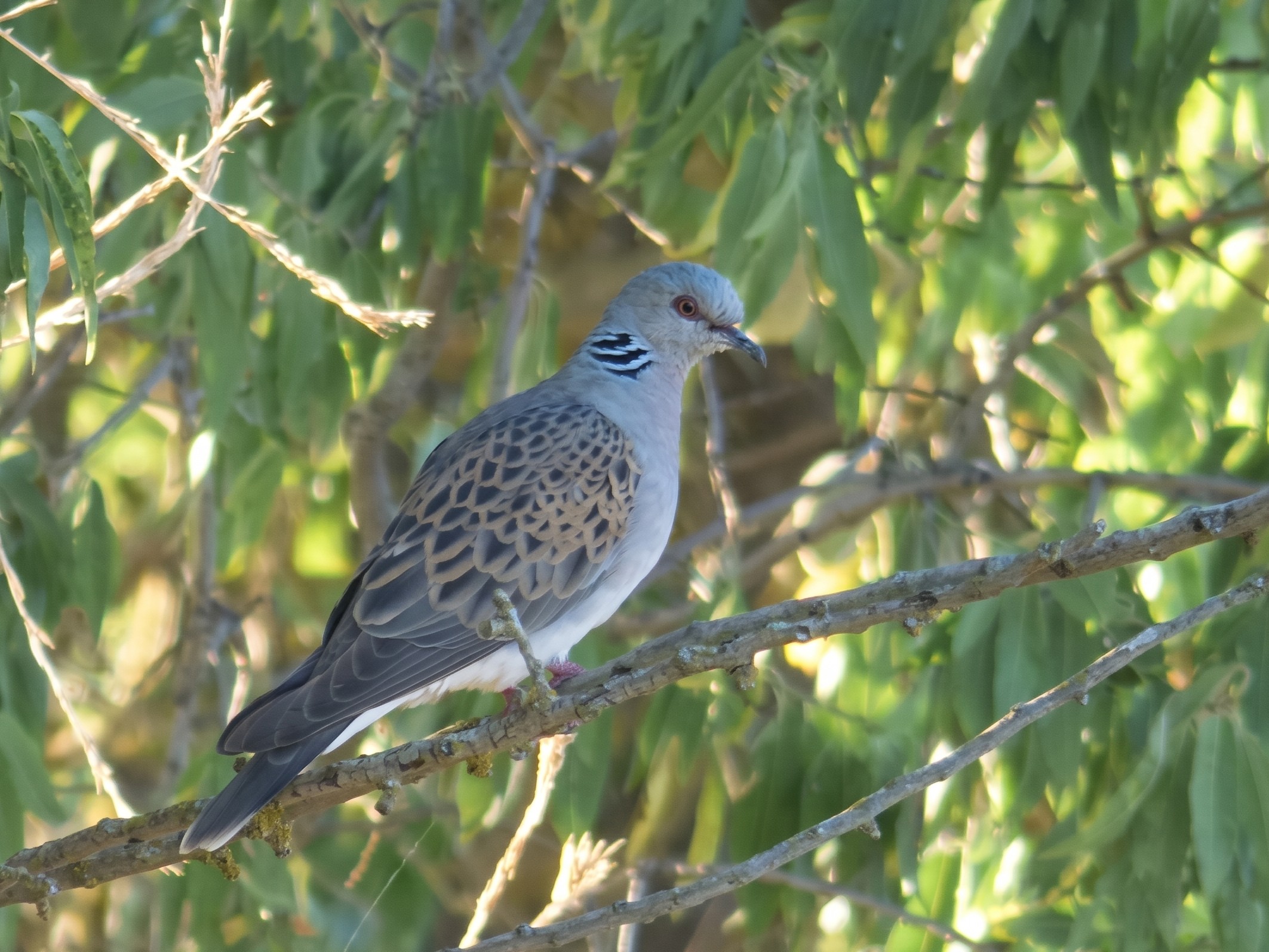 Tórtola europea