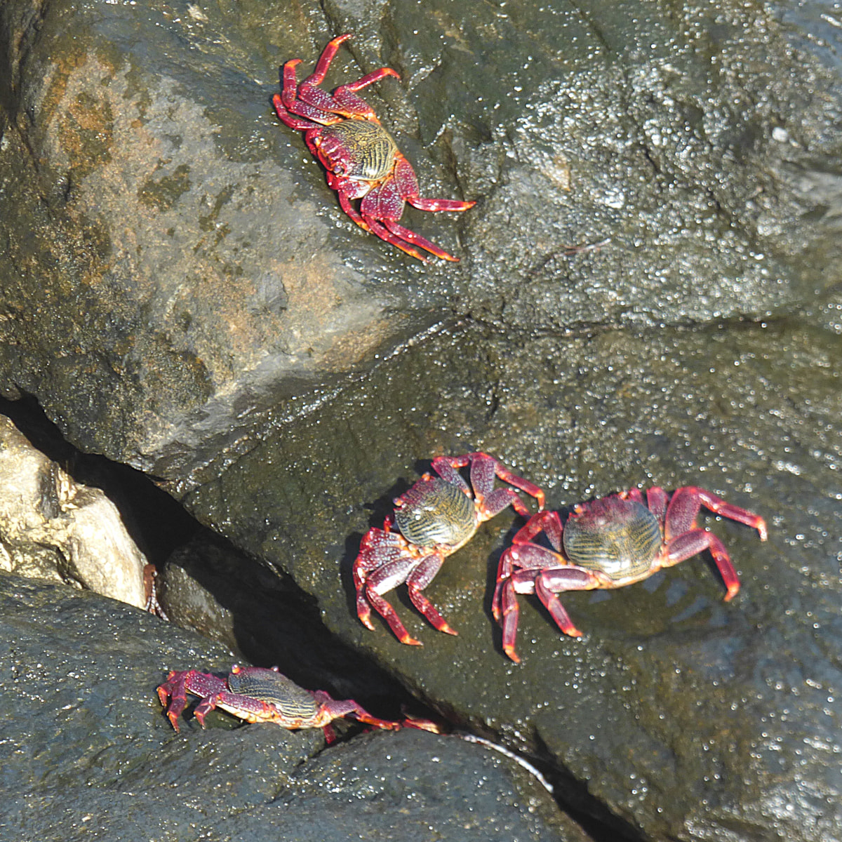 Cangrejo moro (Grapsus adscensionis)
