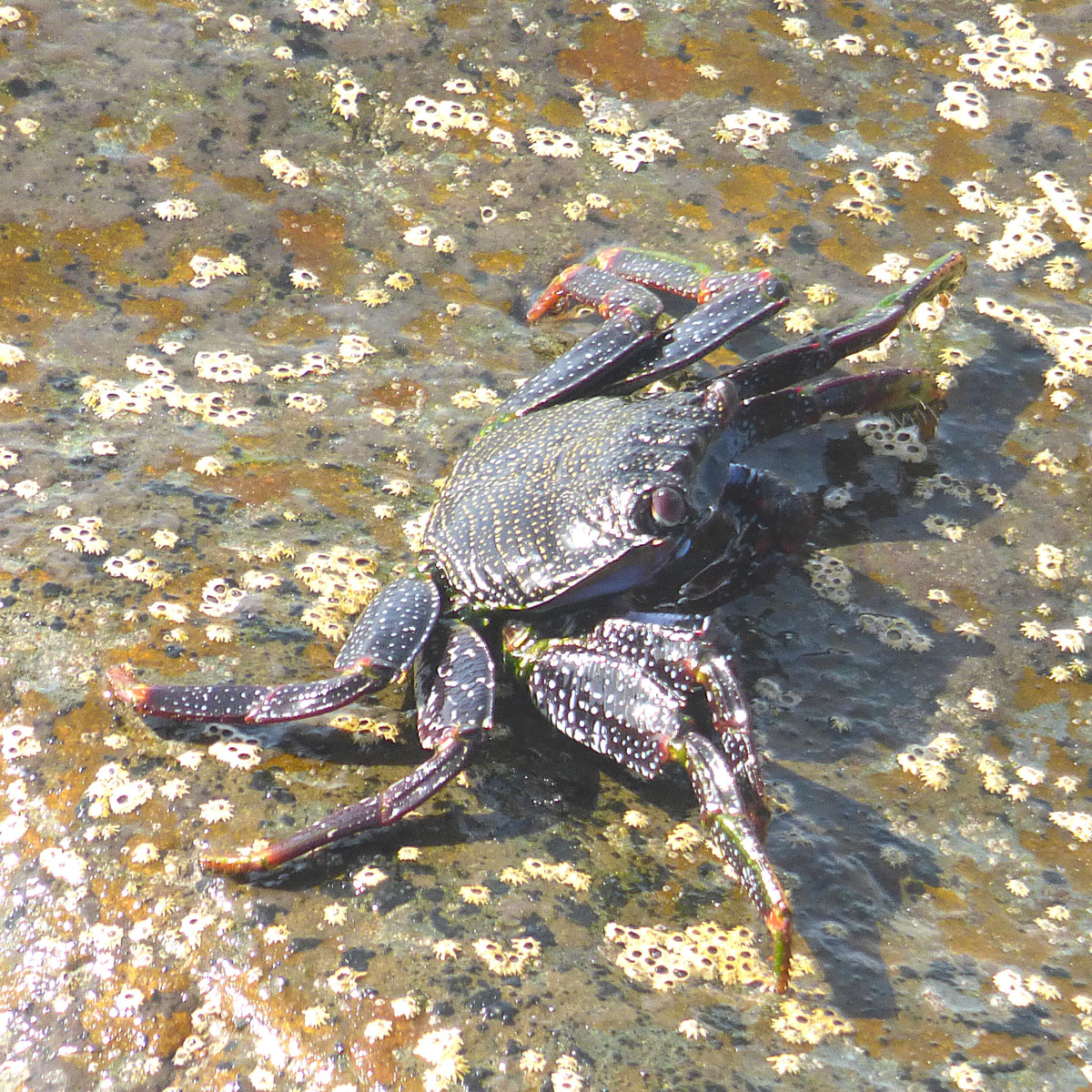 Cangrejo moro (Grapsus adscensionis)