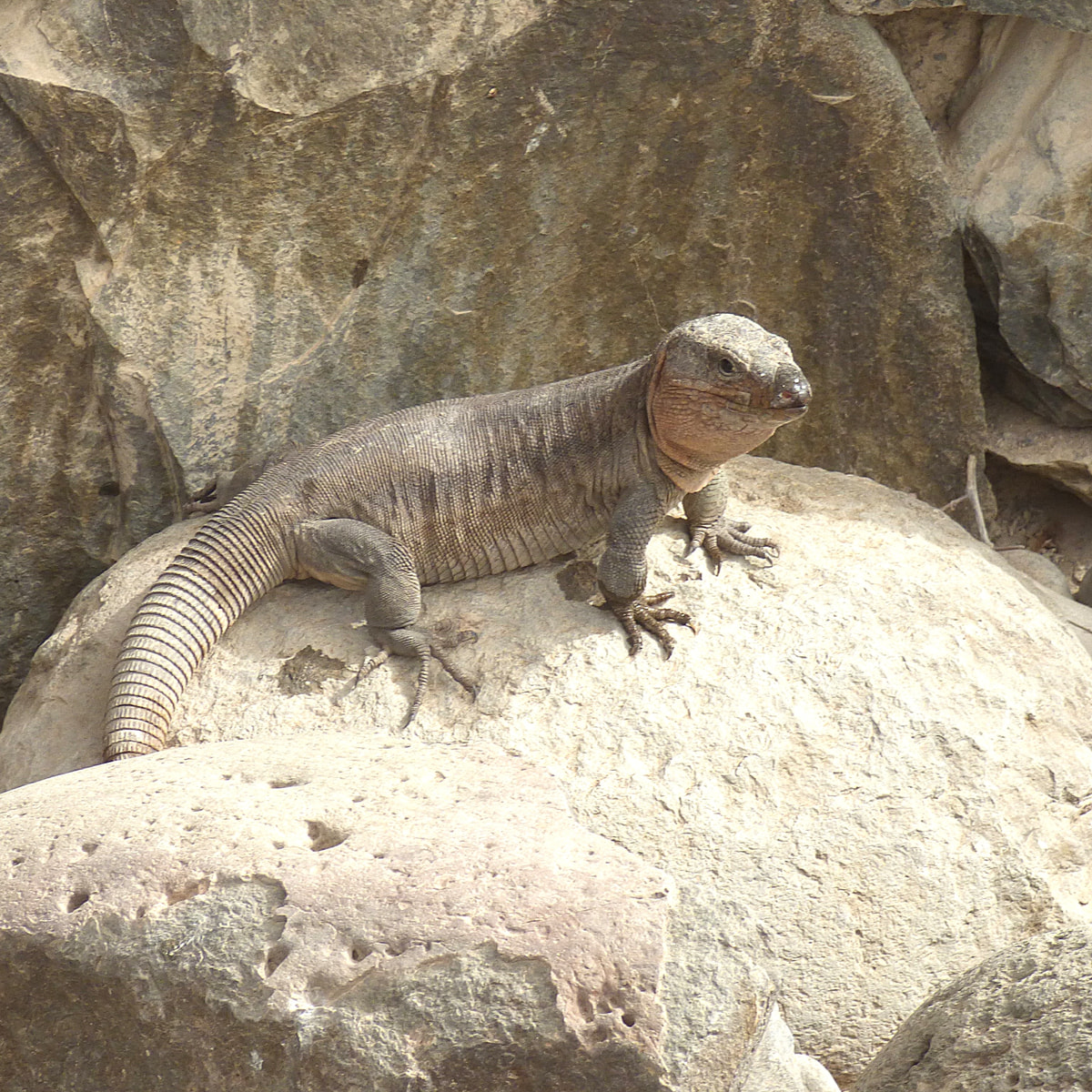 Lagarto de Gran Canaria (Gallotia stehlini)