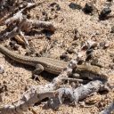 Lagarto atlántico oriental