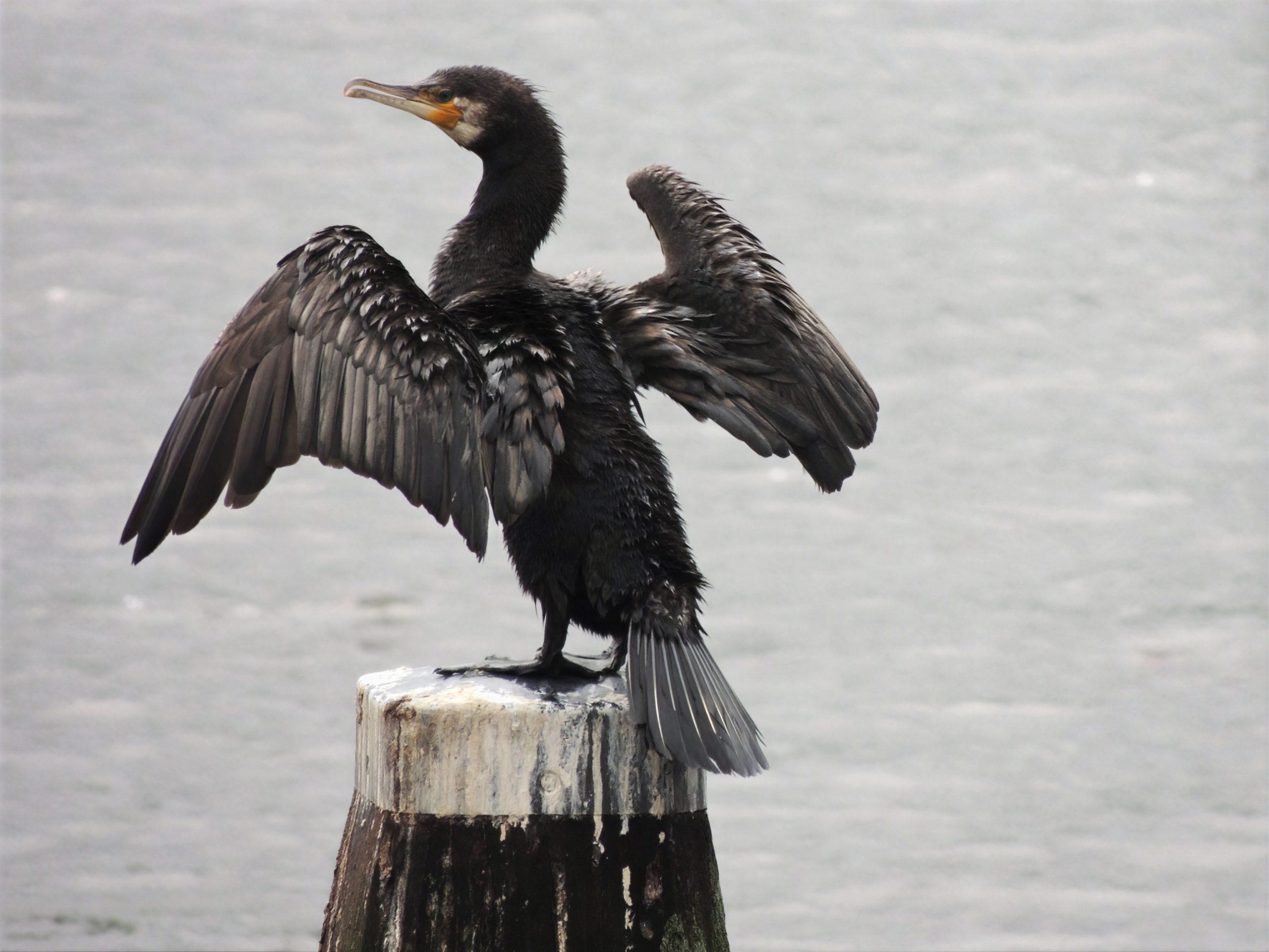 Cormorán grande
