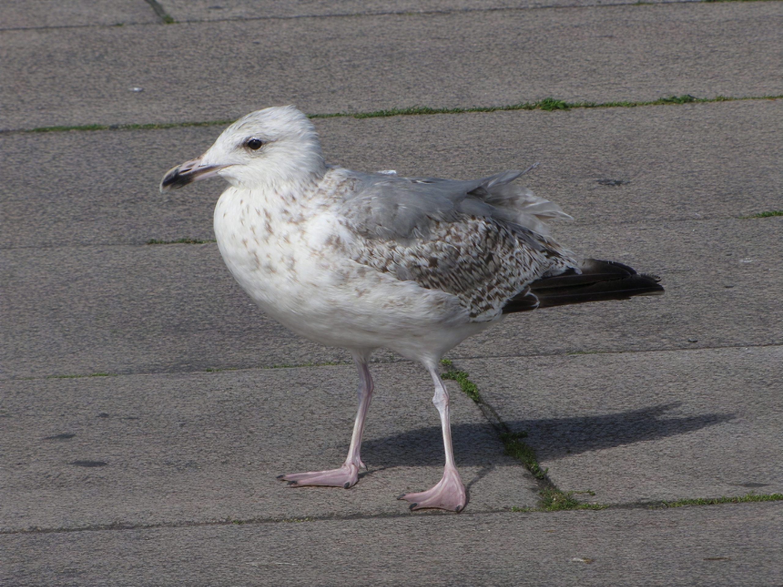 Gaviota argéntea