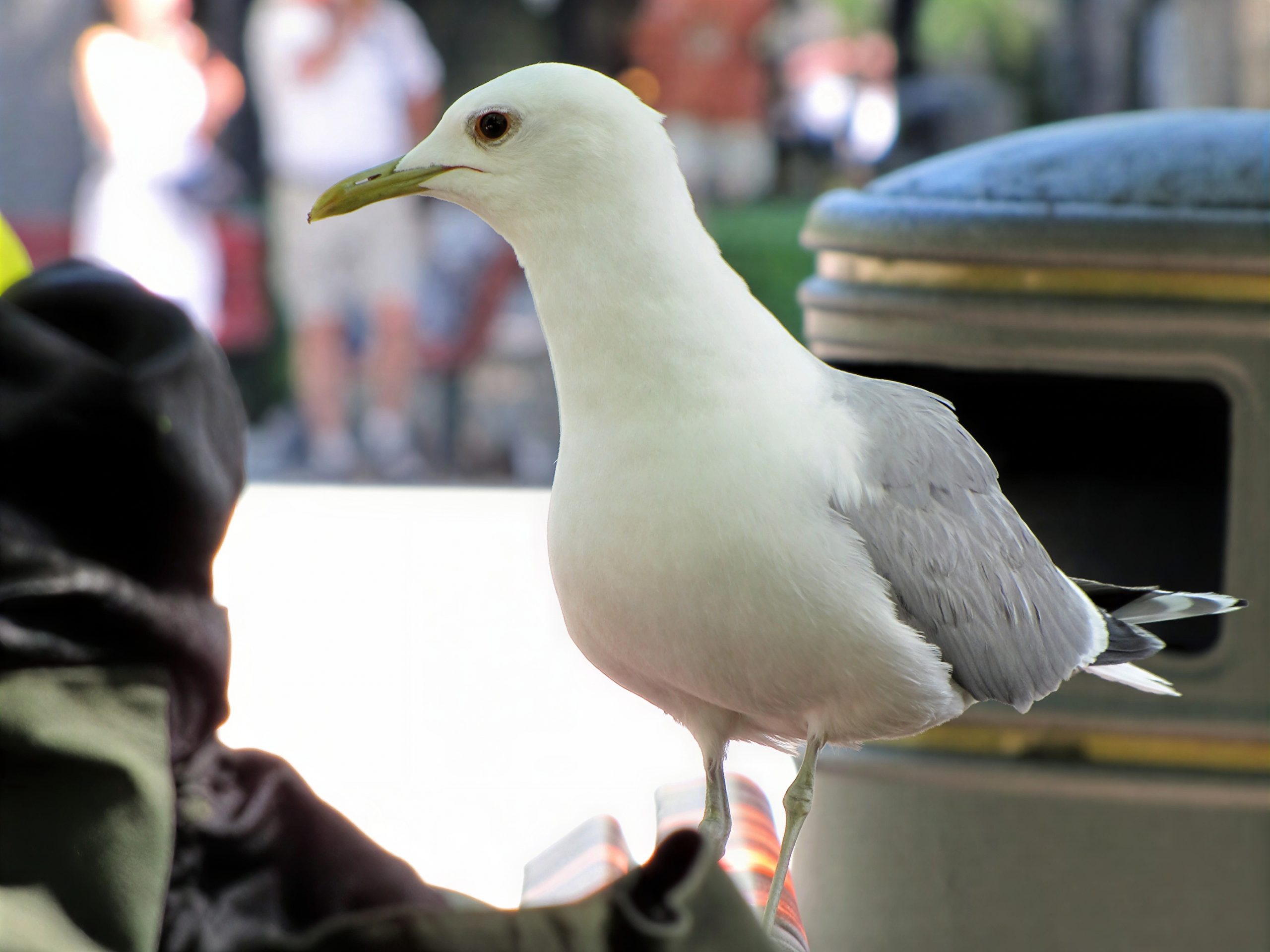 gaviota cana