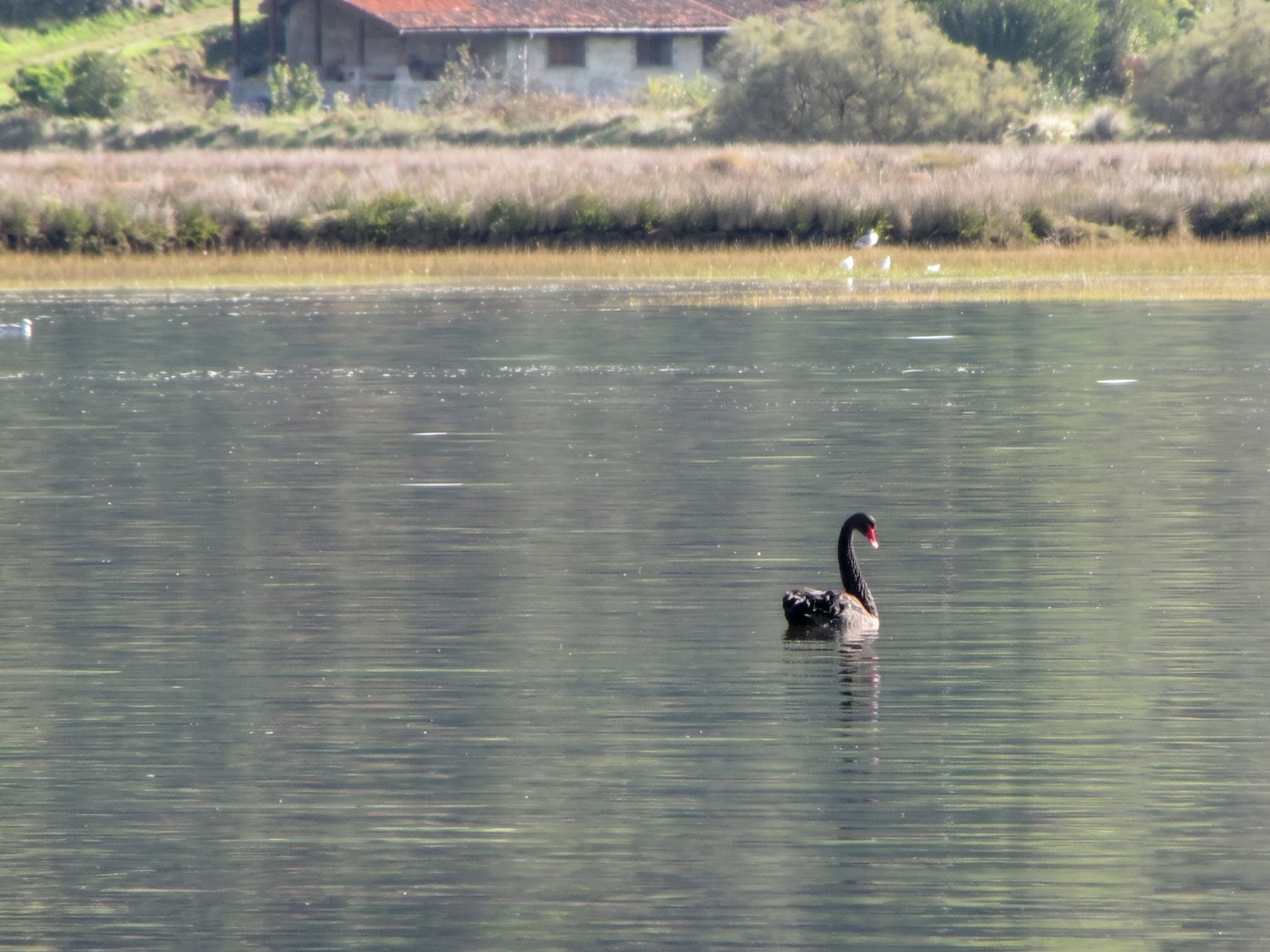 Cisne negro