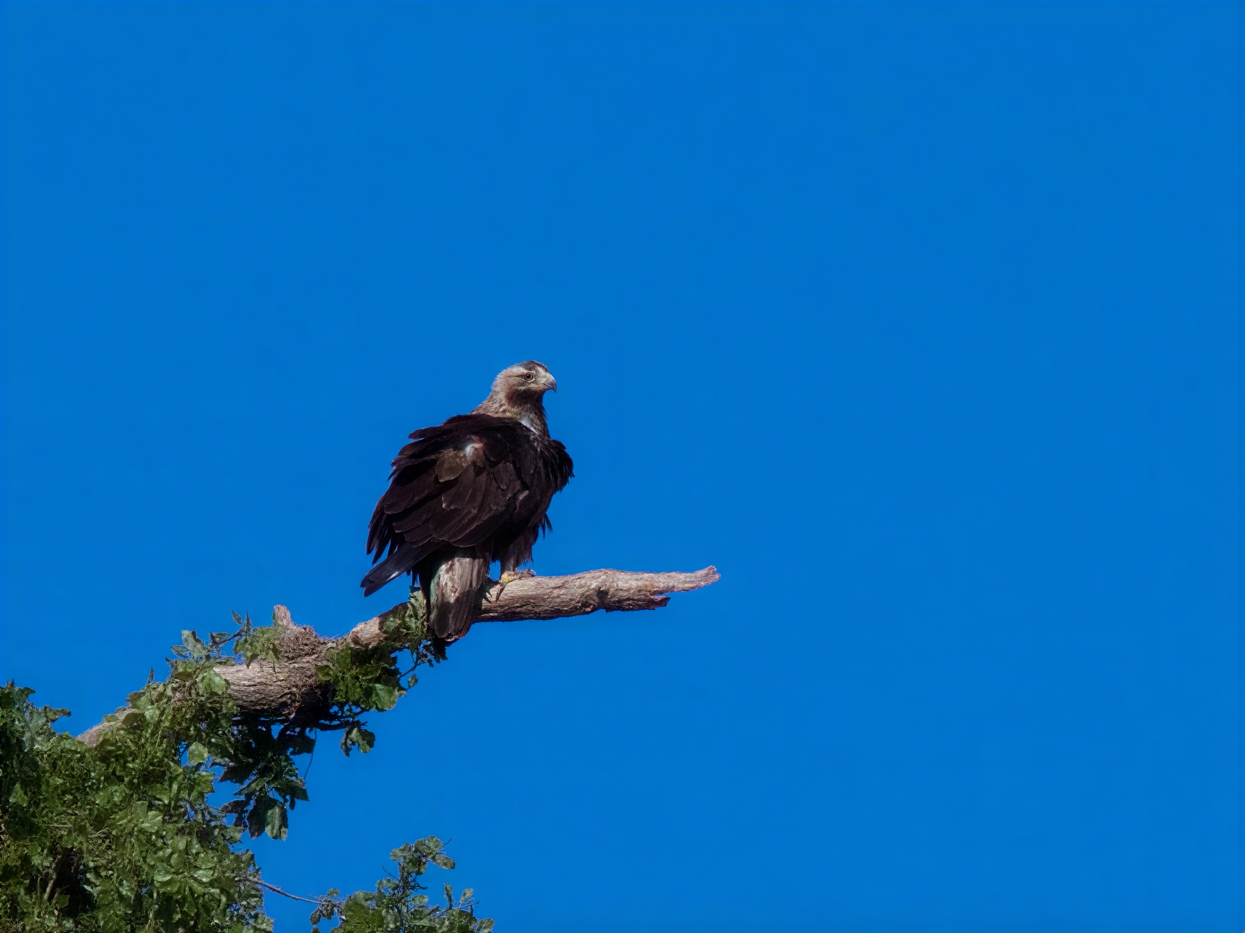 Águila imperial ibérica