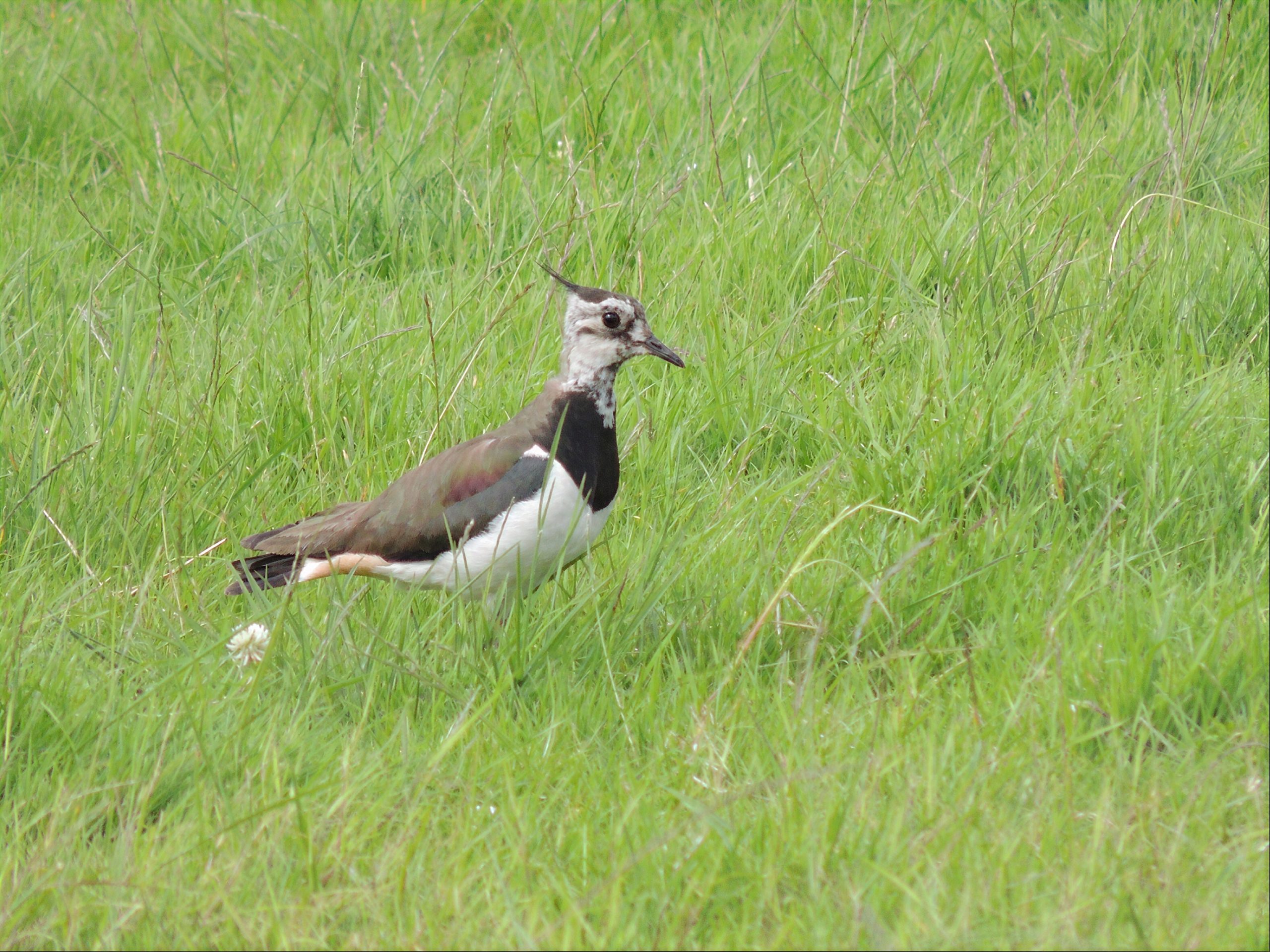 Avefría europea