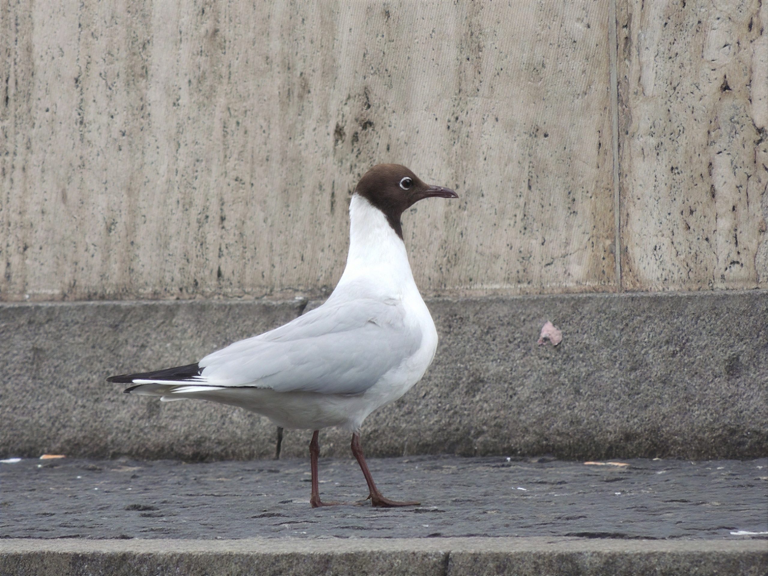 Gaviota reidora