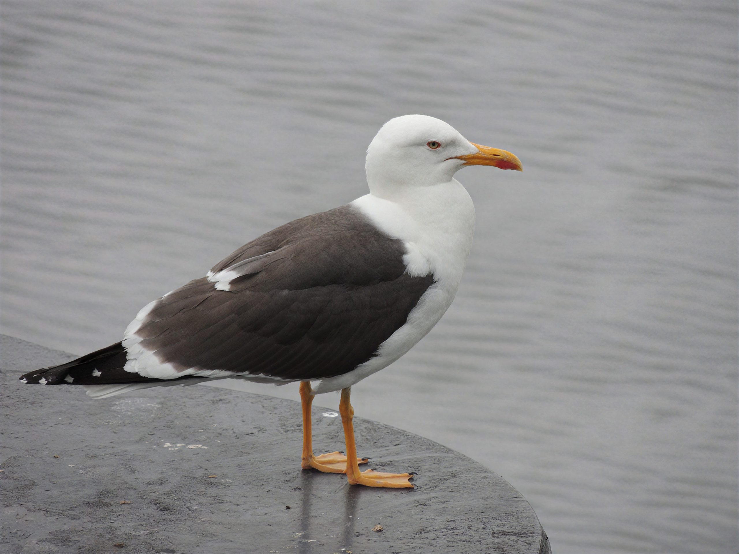 Gaviota sombría