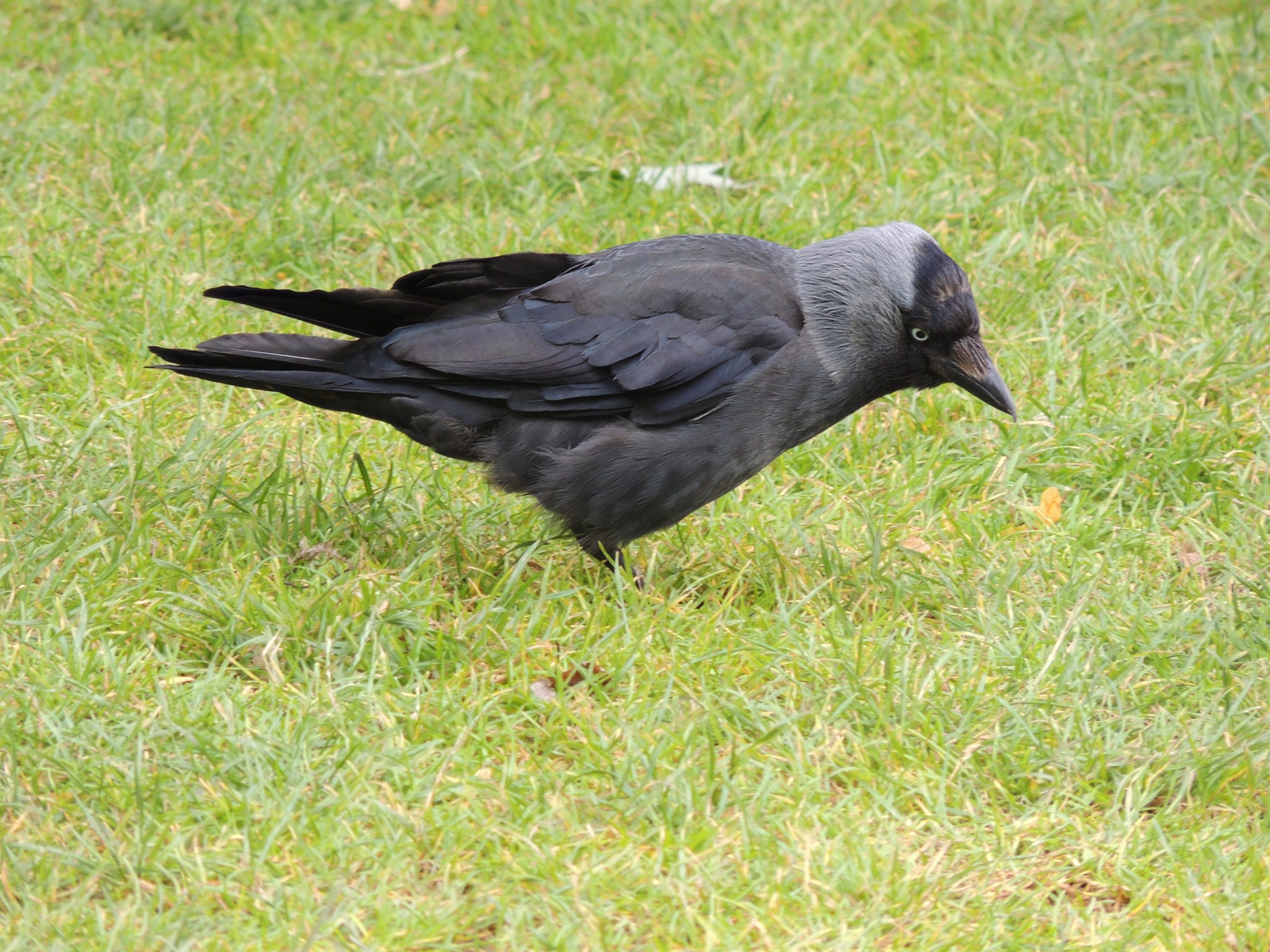 Grajilla occidental