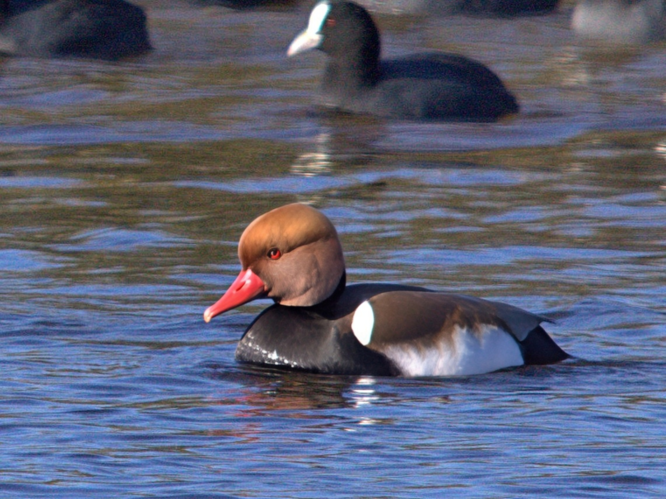 Pato colorado