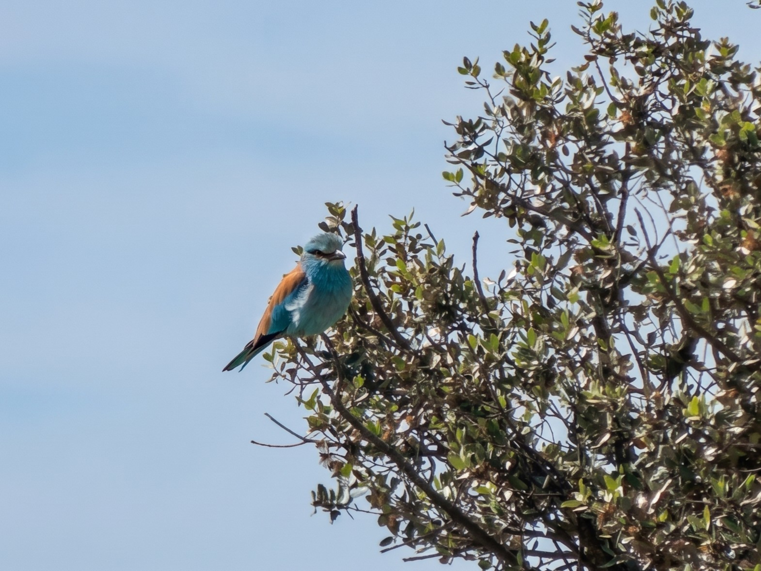 Carraca europea
