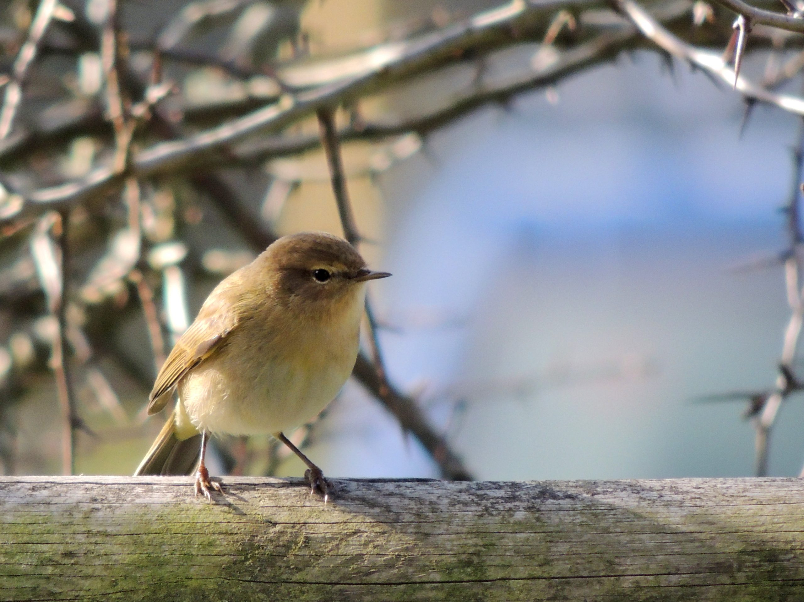 Mosquitero común