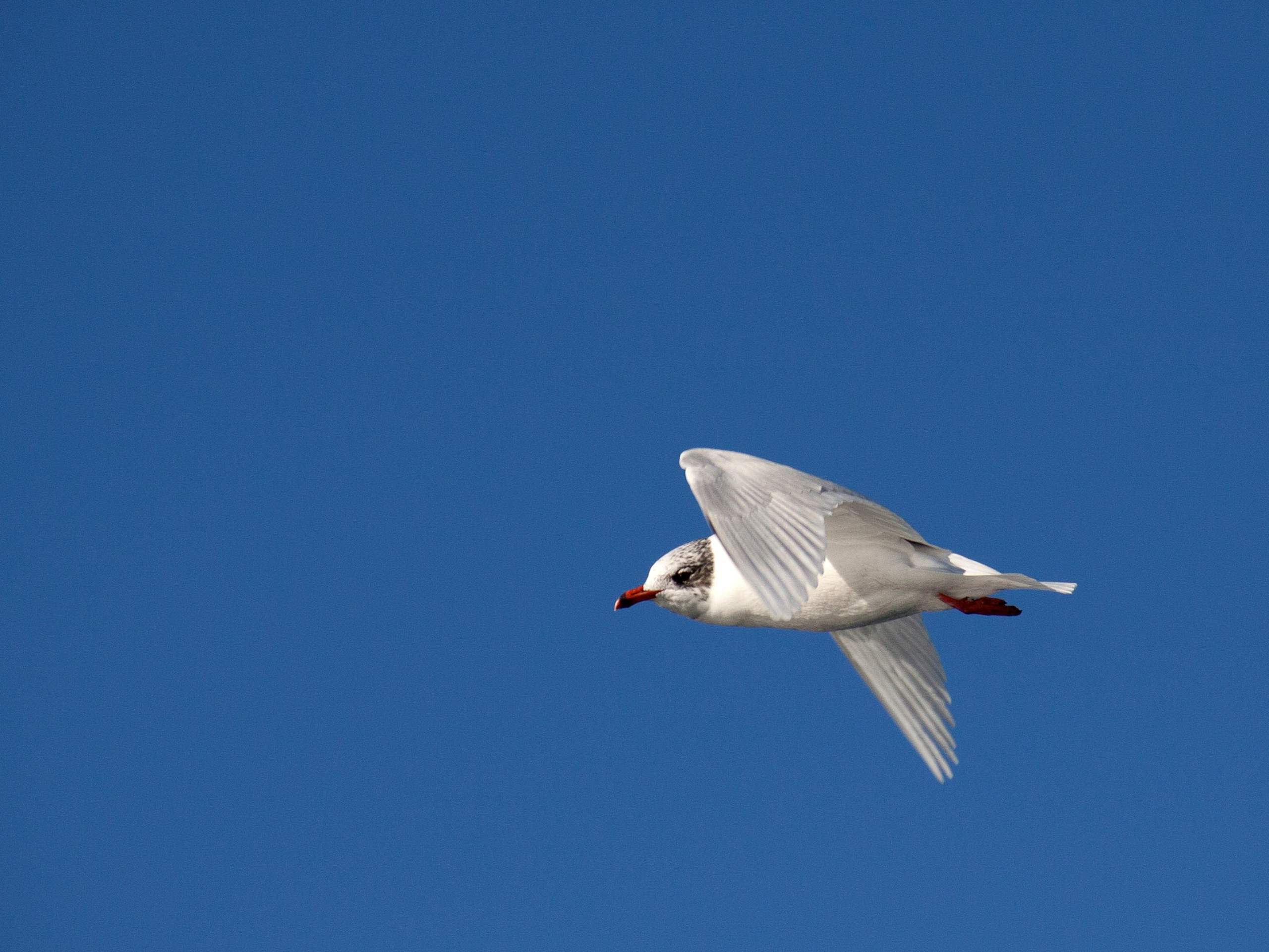 Gaviota cabecinegra