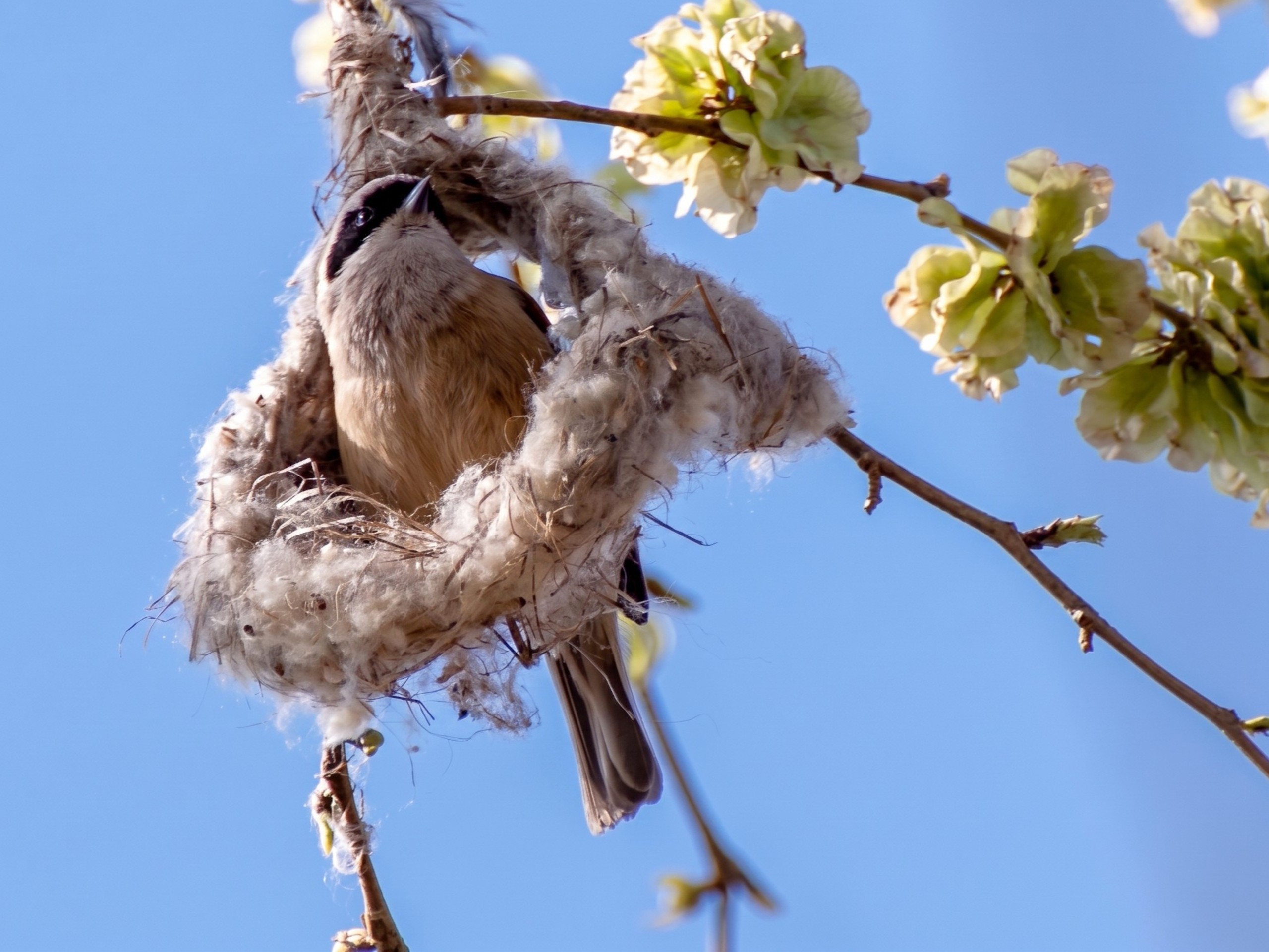 Pájaro moscón europeo