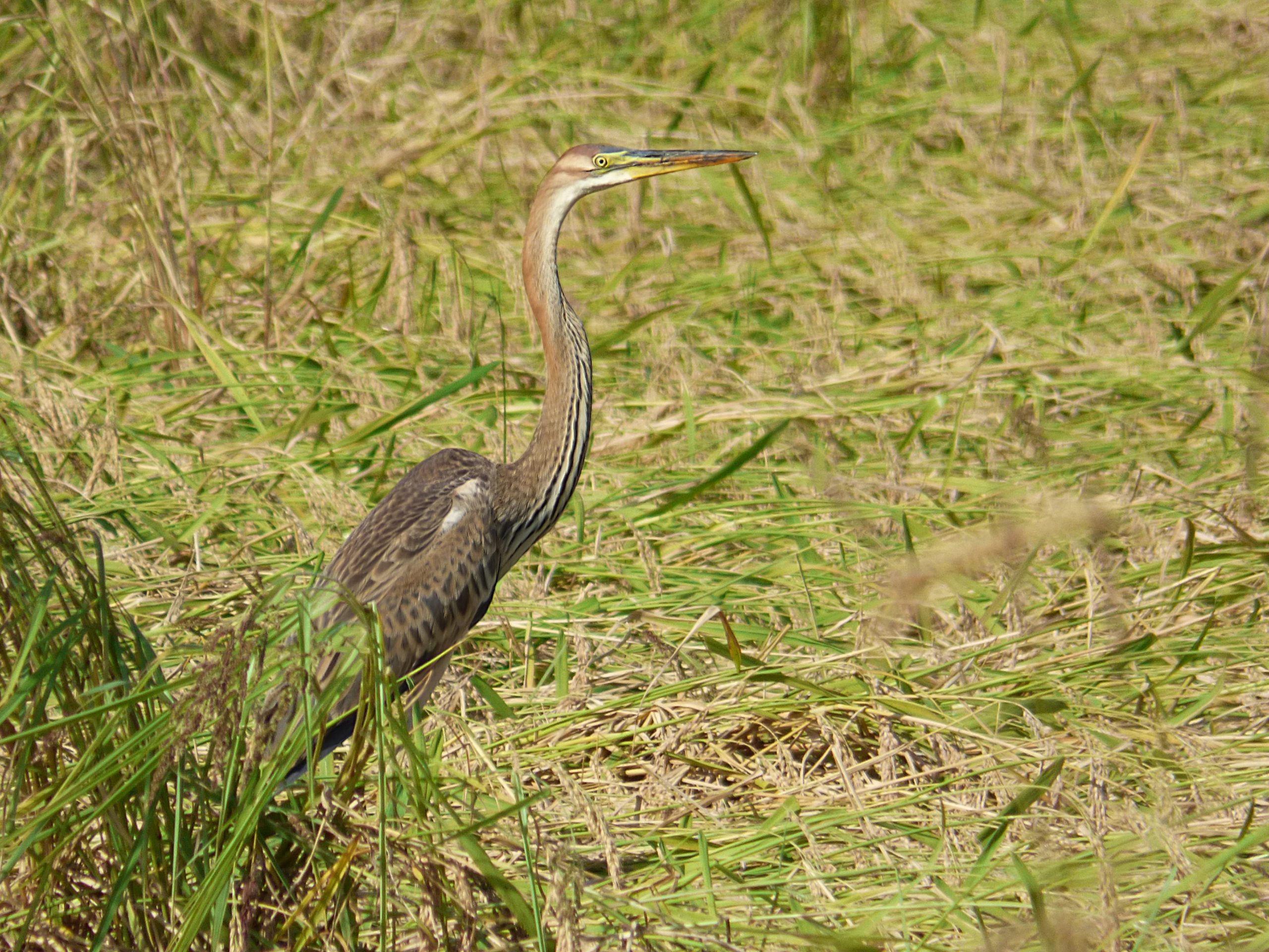 Garza imperial