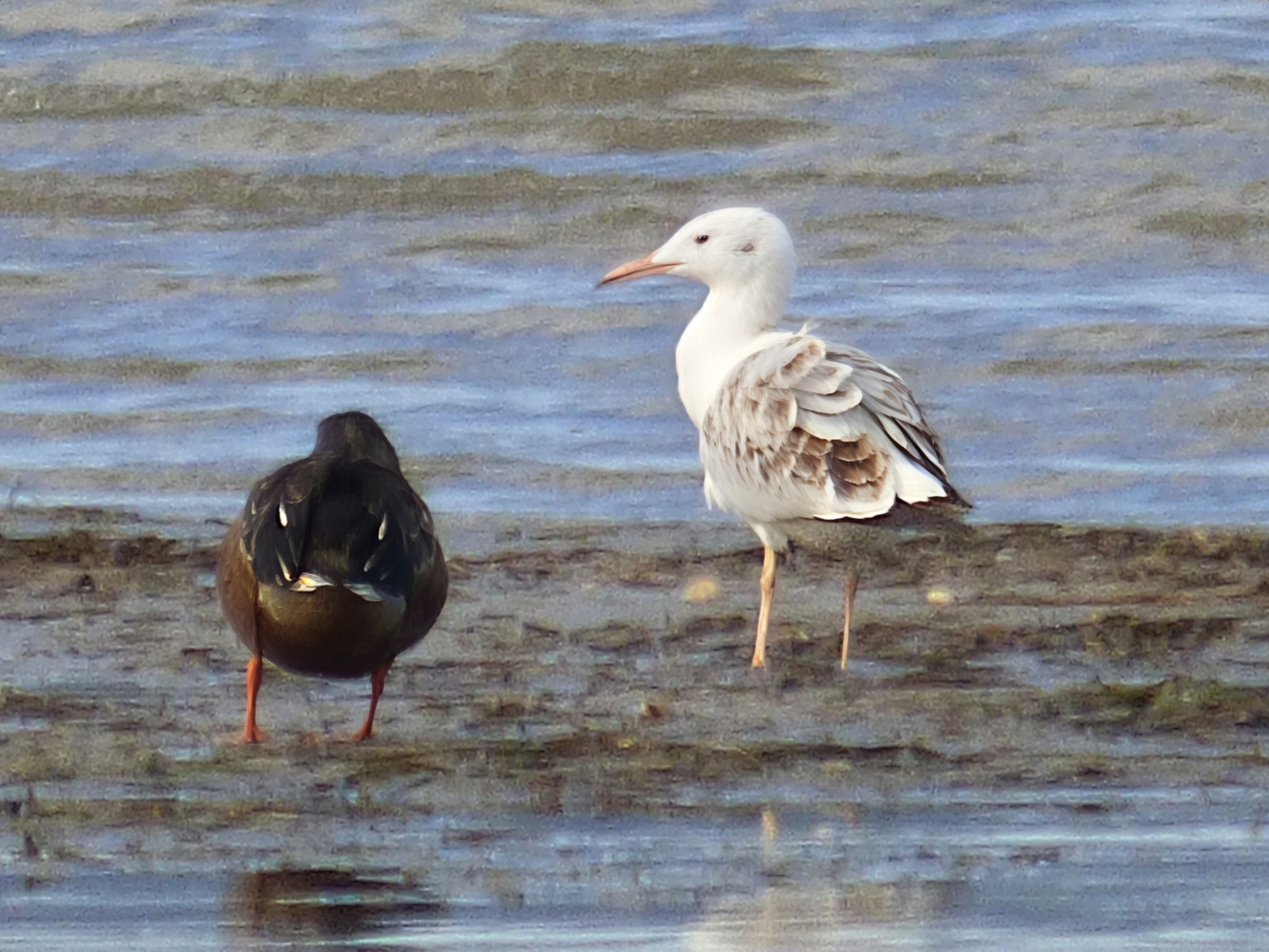 Gaviota picofina