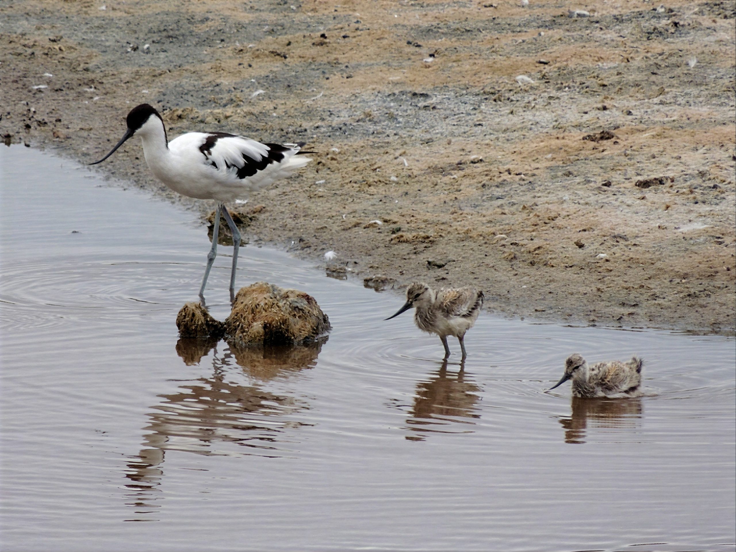 Avoceta común
