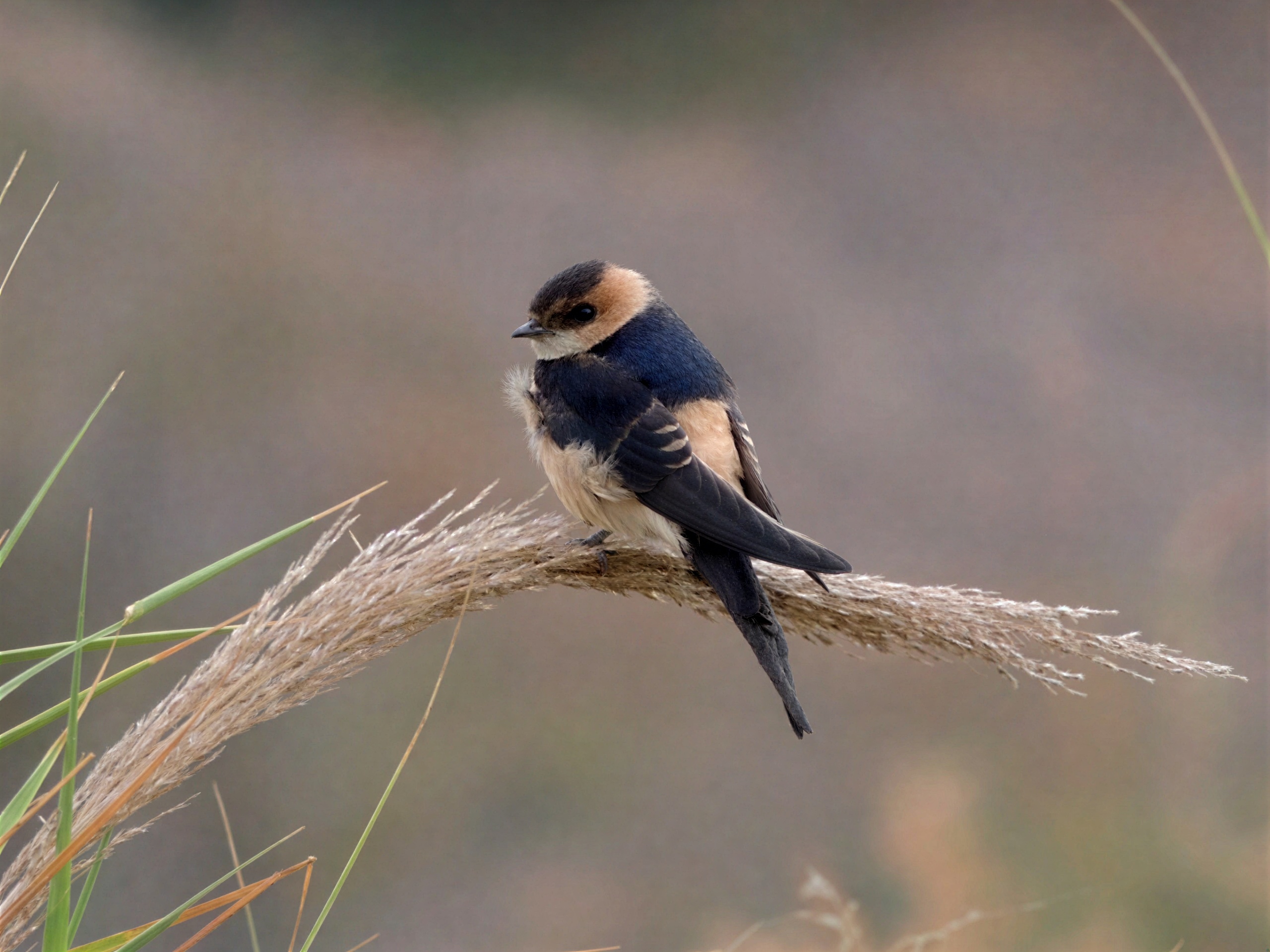 Golondrina dáurica occidental