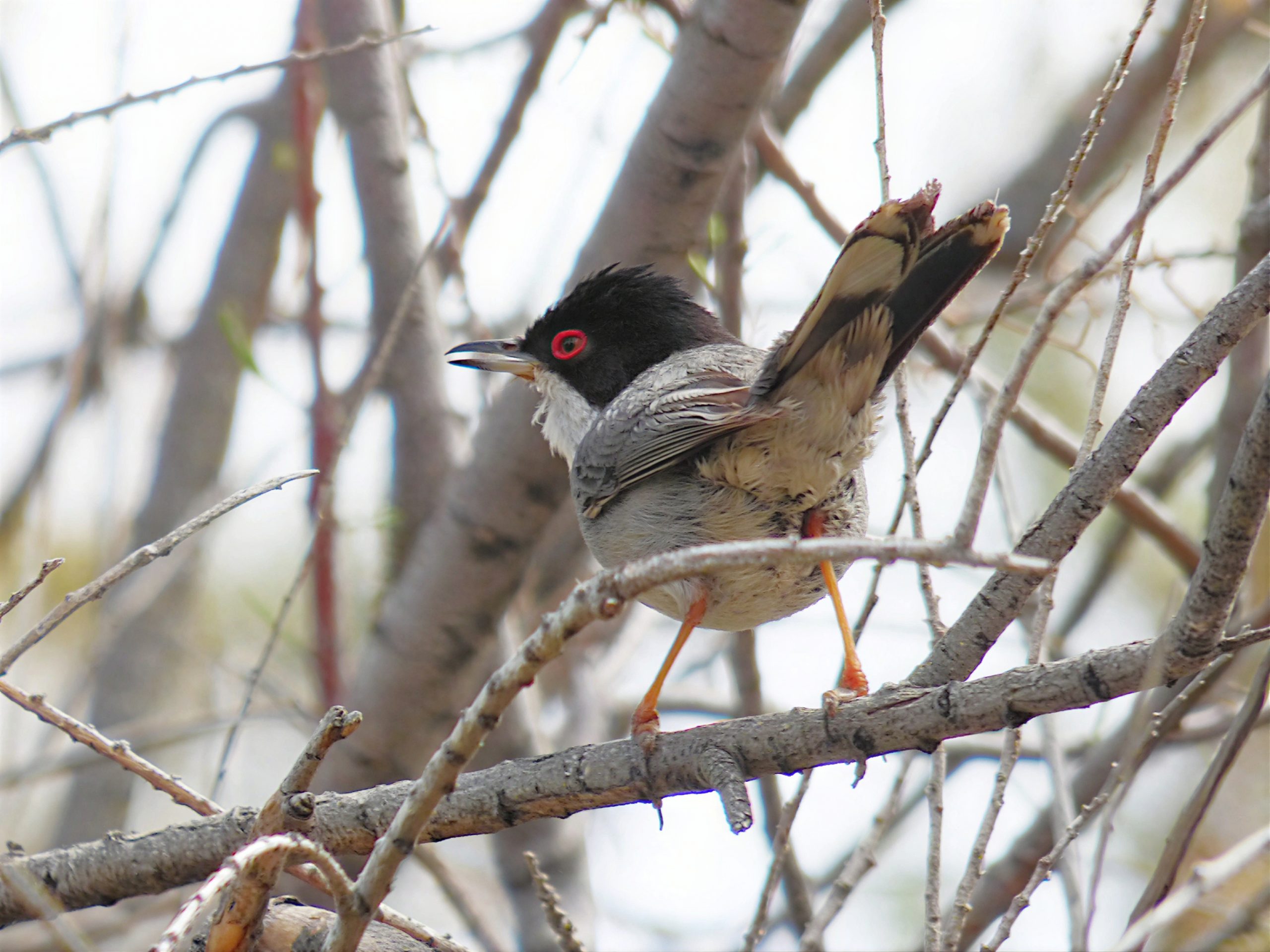 Curruca melanocéfala