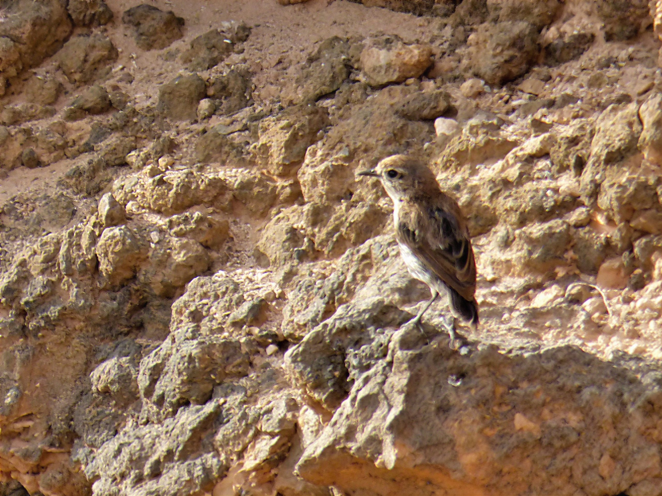 Tarabilla canaria