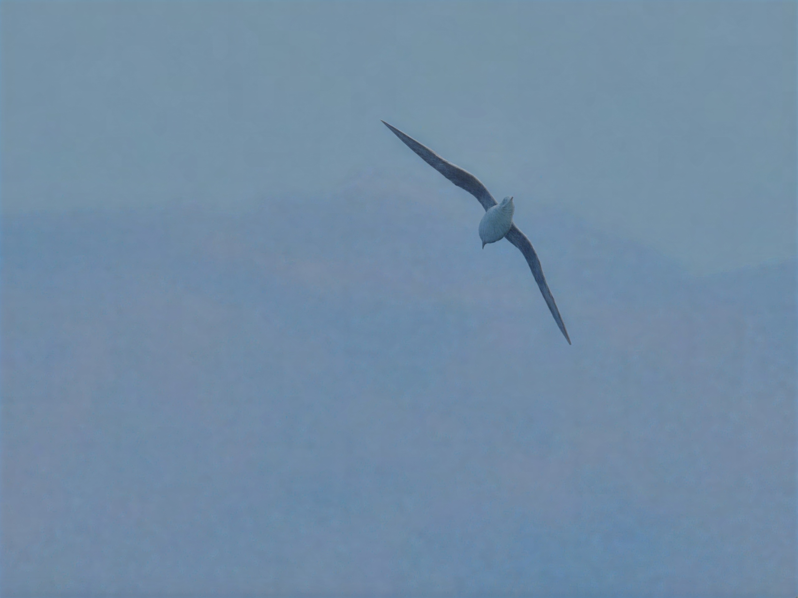 Petrel gon-gon