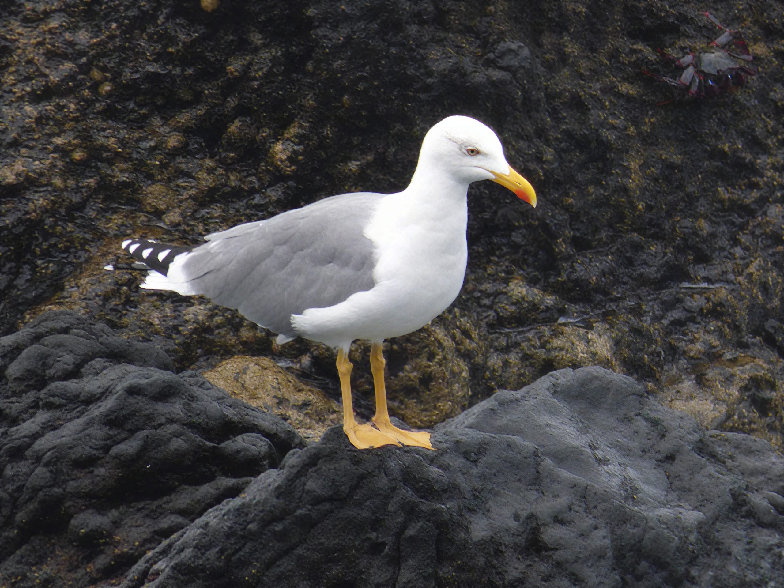 Gaviota patiamarilla
