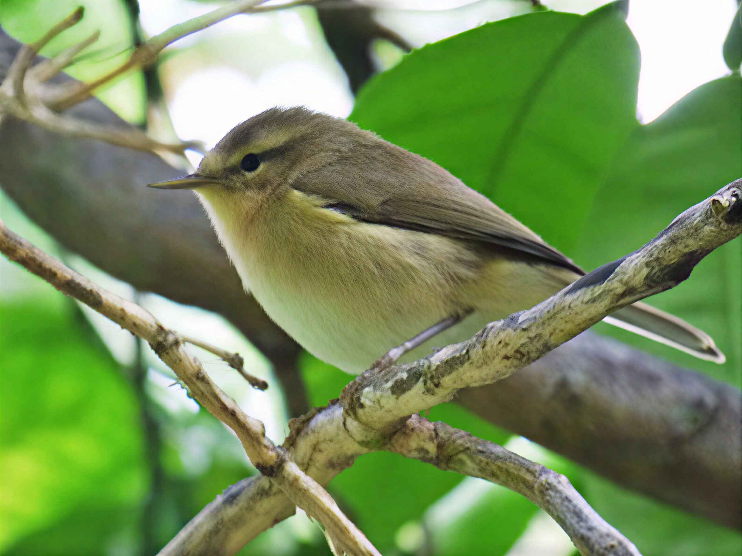 Mosquitero canario
