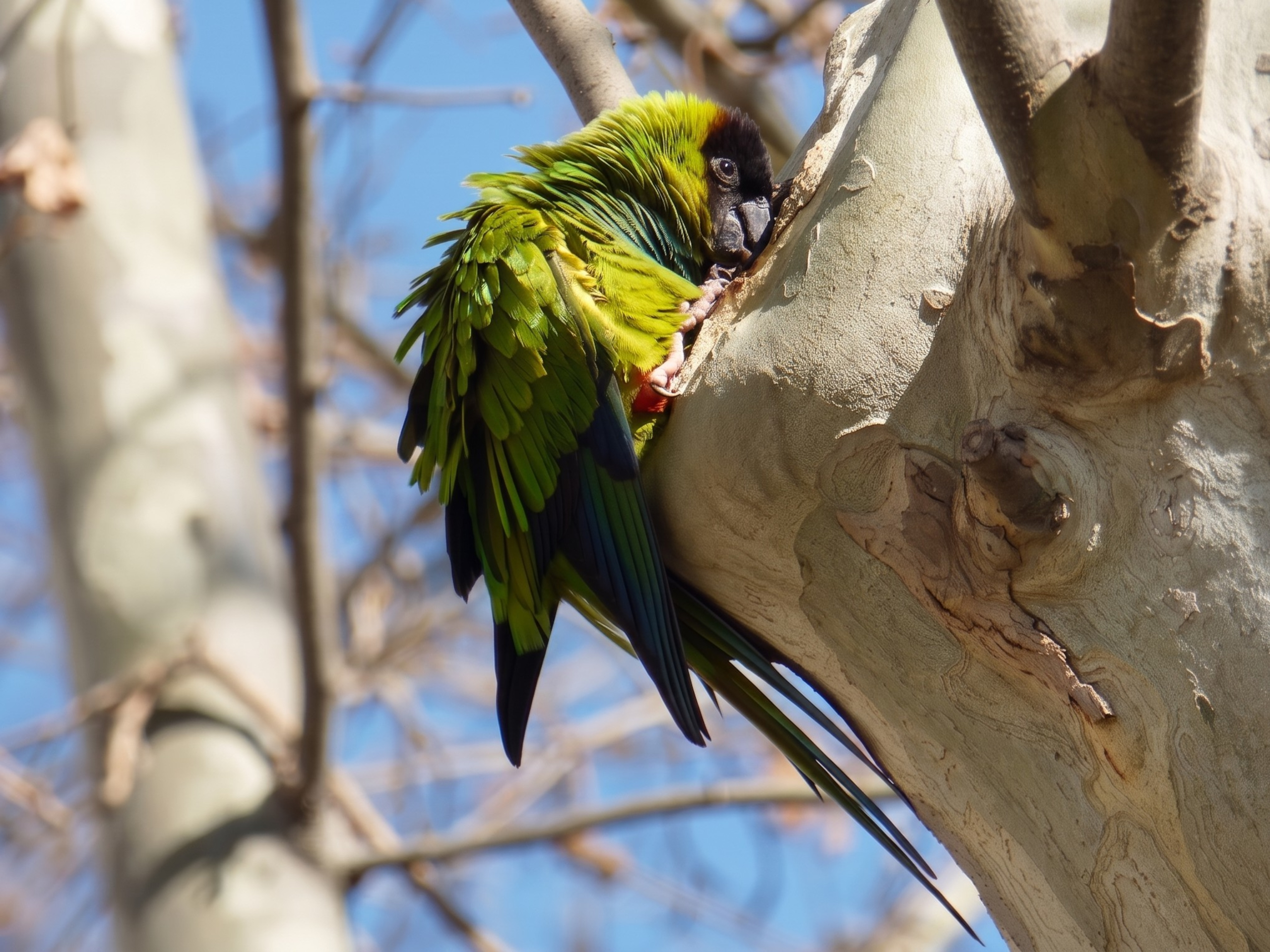 Aratinga ñanday