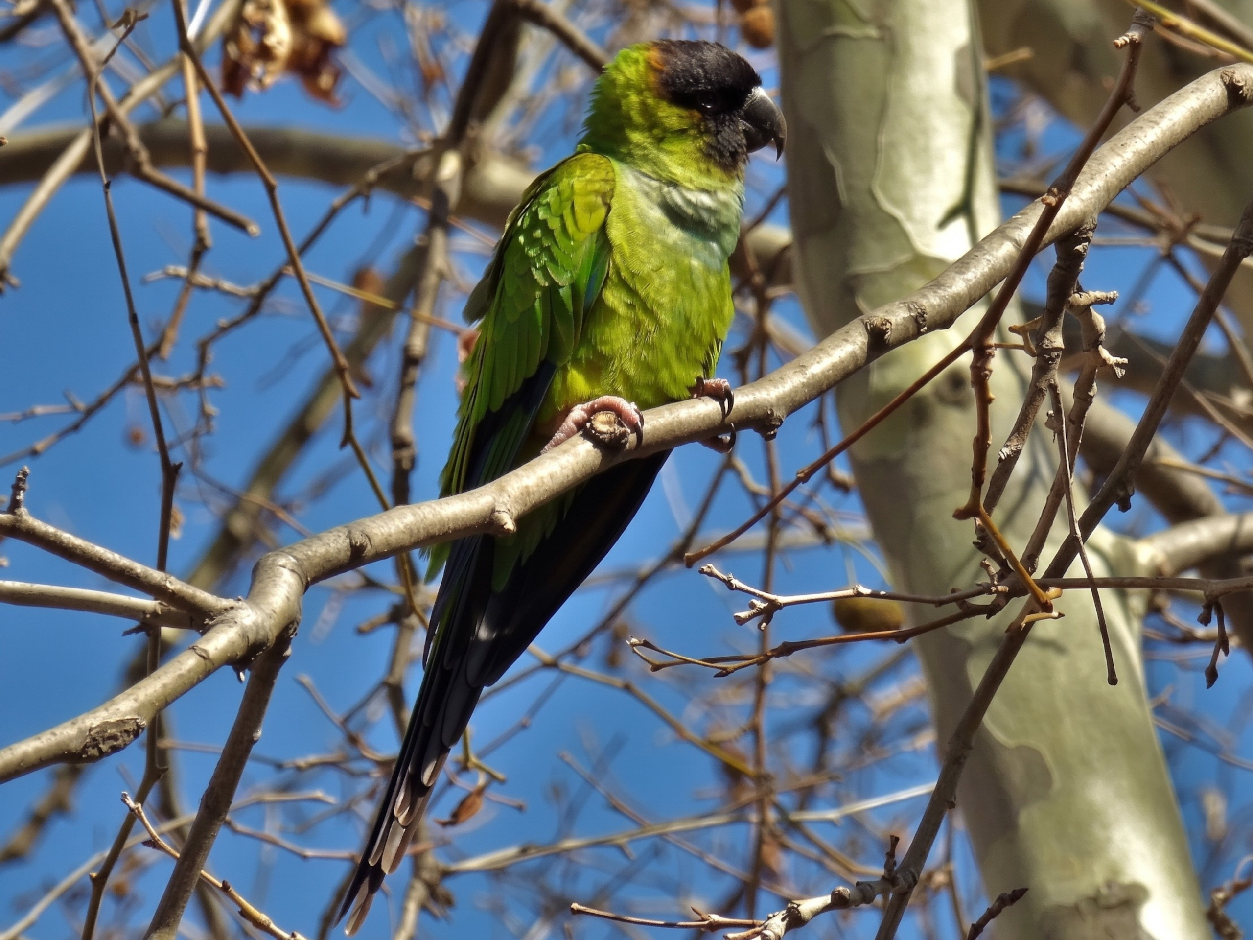 Aratinga ñanday