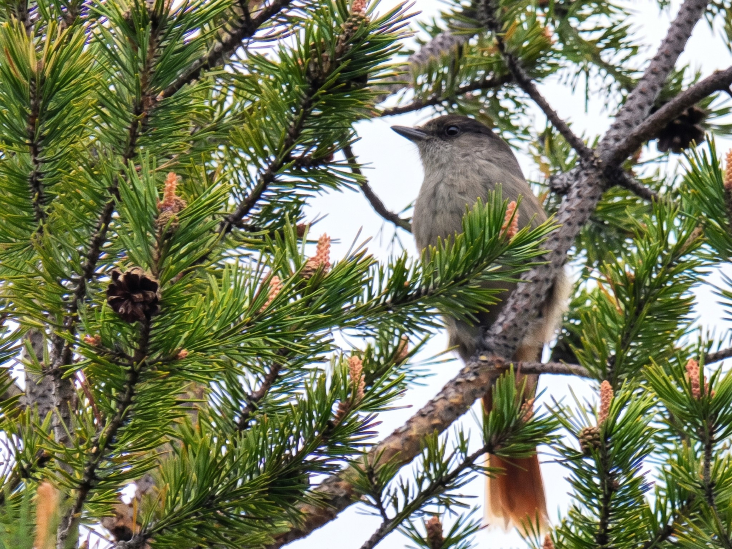 Arrendajo siberiano