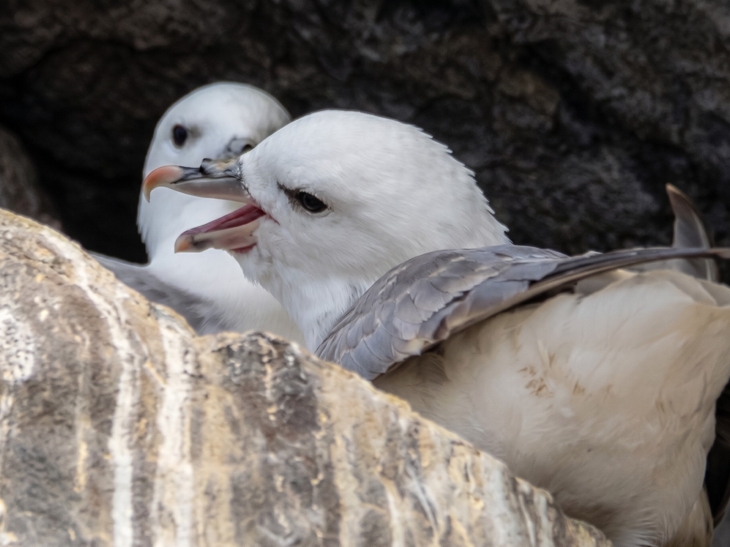 Fulmar boreal