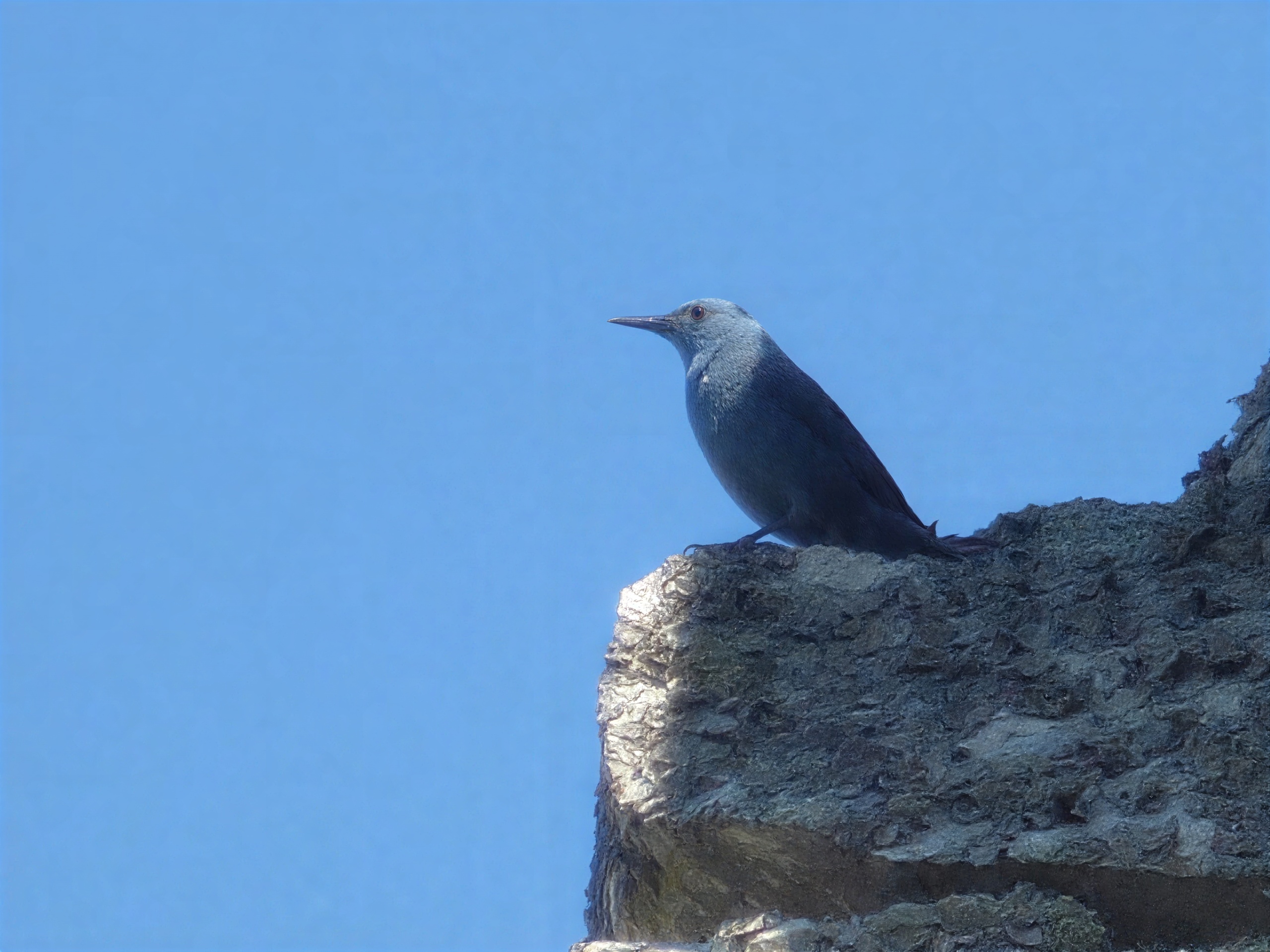 Roquero solitario